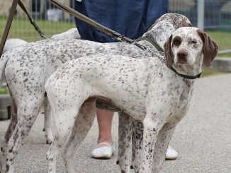 פוינטר בורבונאיס