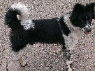 כלב קרוליינה