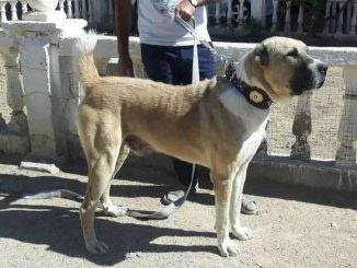 כלב רועים אסייתי