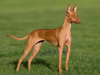 סירנצ'י דל אטנה