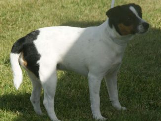 כלב חווה דני שבדי