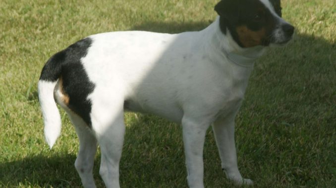 כלב חווה דני שבדי