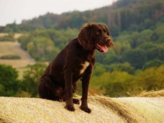ספניאל גרמני
