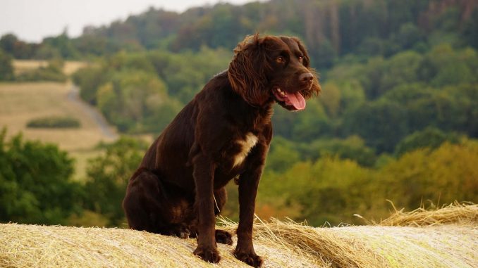 ספניאל גרמני