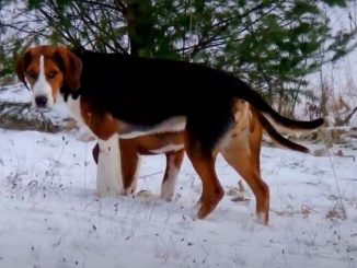 המילטון האונד
