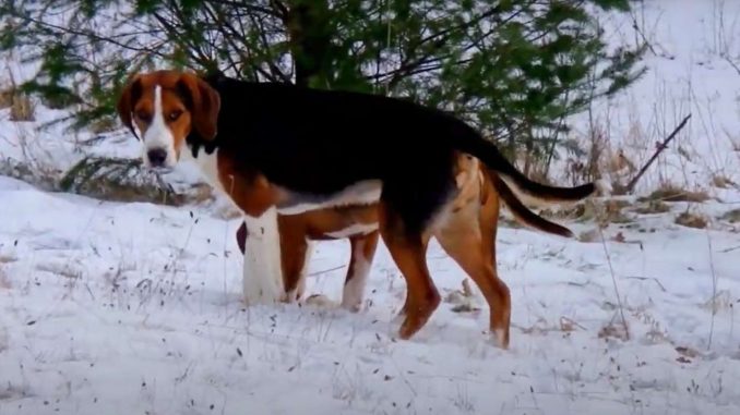 המילטון האונד