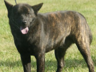 גזע כלבים קאי קן