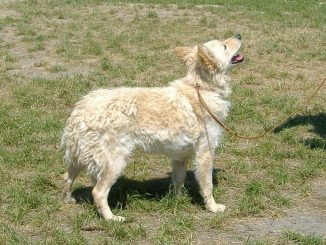 גזע כלבים מודי