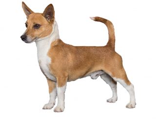 כלב פודנגו פורטוגזי