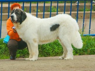 מסטיף פירנאי