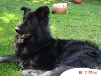 גזע כלבים רועה שילה