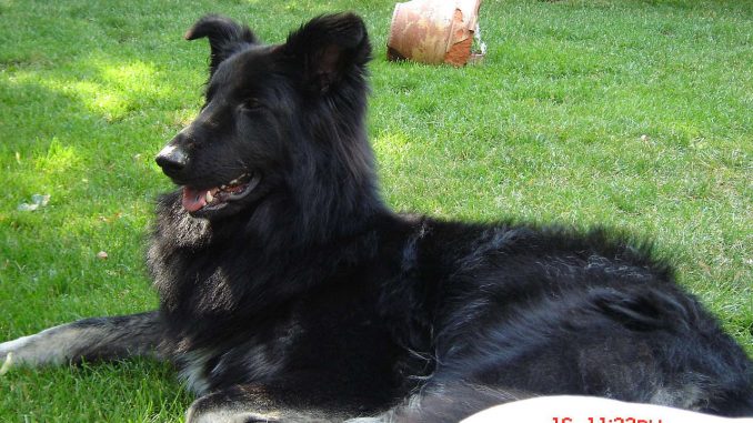 גזע כלבים רועה שילה