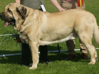 גזע כלבים מסטיף ספרדי
