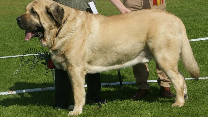 גזע כלבים מסטיף ספרדי