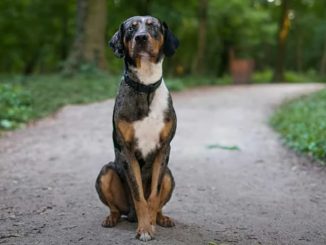 כלב נמר אמריקאי