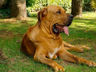 גזע כלבים פילה ברזילרו