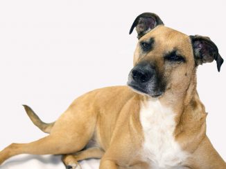 גזע כלבים כלב שחור פה