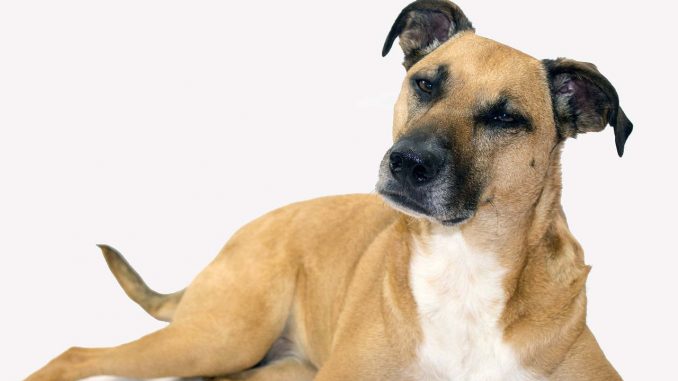 גזע כלבים כלב שחור פה