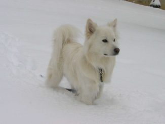 כלב אסקימו אמריקאי