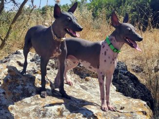 טרייר אמריקאי חסר שיער