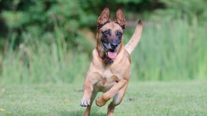 גזע כלבים רועה בלגי מלינואה