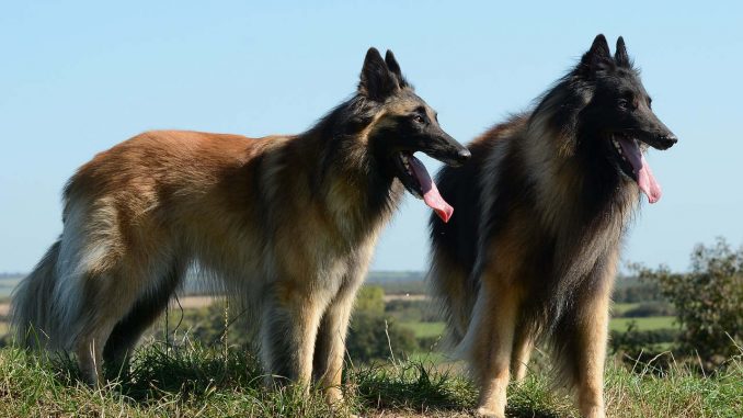 גזע כלבים טרוורן