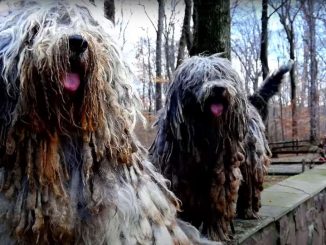 כלב רועה ברגמסקו