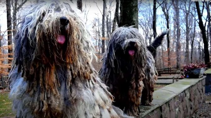 כלב רועה ברגמסקו