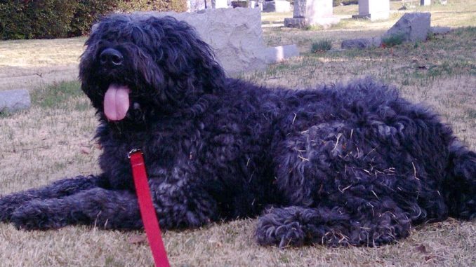 בוביה דה פלאנדר