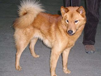 גזע כלבים שפיץ פיני