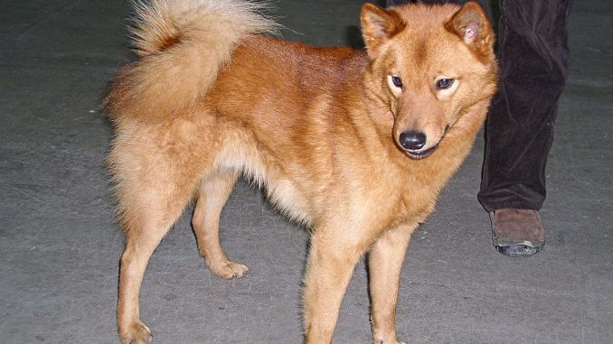 גזע כלבים שפיץ פיני