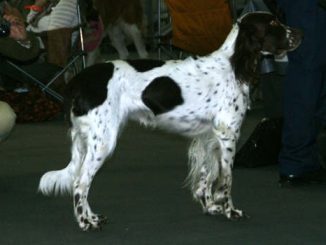 ספניאל צרפתי