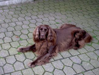 כלב פוינטר גרמני ארוך שיער