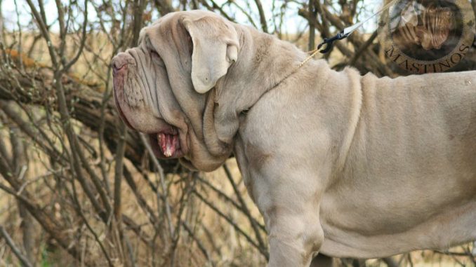 גזע כלבים מסטינו נפוליטנו