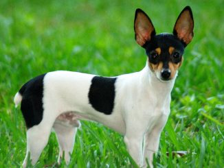 טוי פוקס טרייר אמריקאי