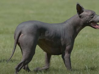 כלב מקסיקני חסר שיער