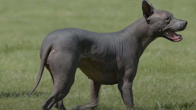 כלב מקסיקני חסר שיער