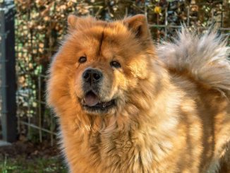 כלב צ'או צ'או