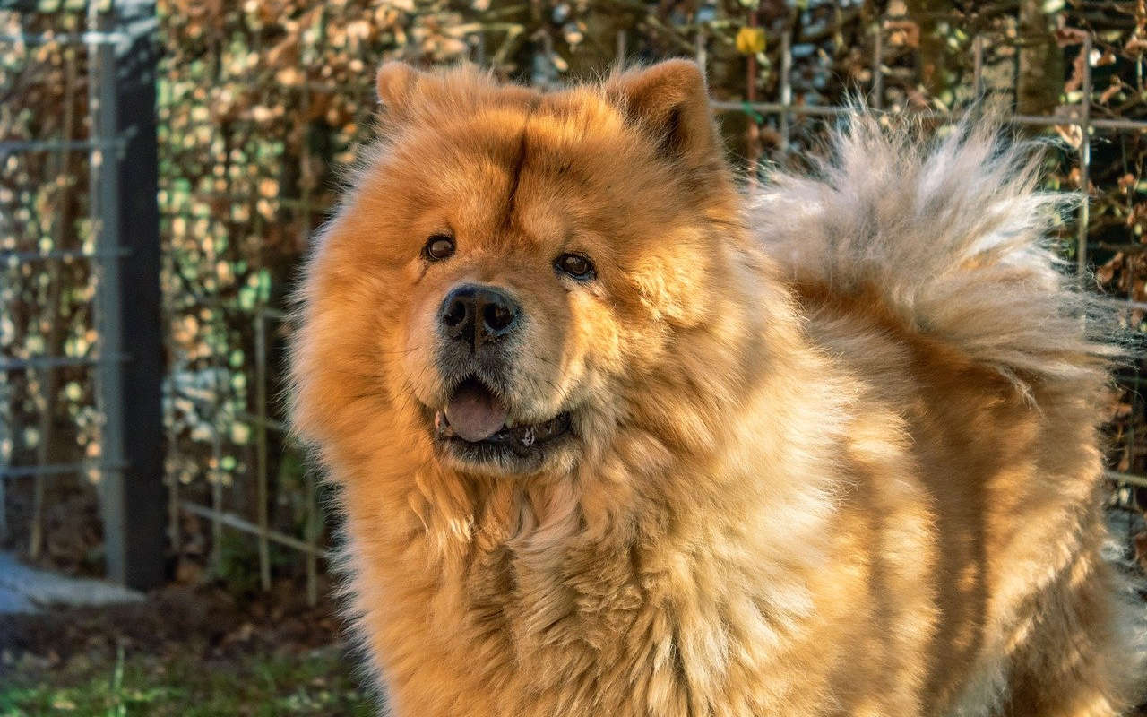 chow chow about