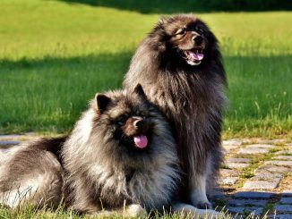 גזע כלבים קייסהונד