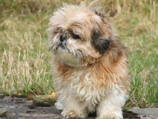 כלב שיצו נקרא גם שי טסו