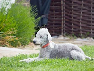 בדלינגטון טרייר