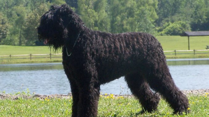 טרייר רוסי שחור