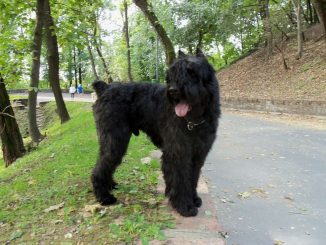 בוביה דה פלאנדר