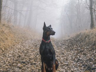 דוברמן פינצ'ר