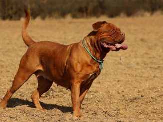 דוג דה בורדו