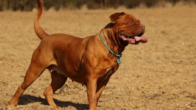 דוג דה בורדו