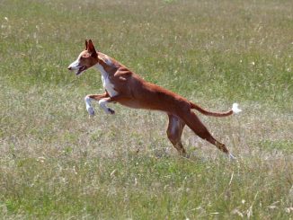איביזן האונד