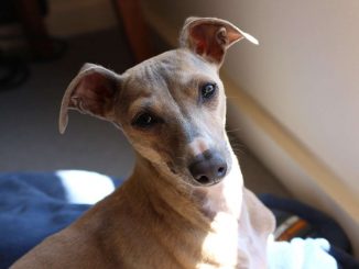 גרייהאונד איטלקי