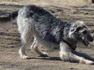 דירהאונד סקוטי